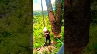 The Expert Tree Cutter treecutting cuttingskills [upl. by Caassi]