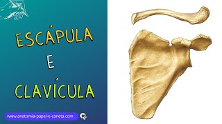 Anatomia óssea dos MMSS  Parte 55  ESCÁPULA E CLAVÍCULA [upl. by Codie]