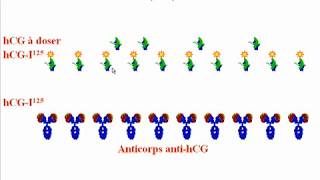 Réaction Antigénes Anticorps III [upl. by Nogas887]