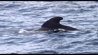 Ballenas Tropicales Piloto Calderones Canal de la Gomera frente Los Cristianos [upl. by Kipton491]