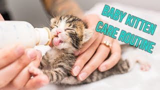 Kitten Nursery Care Routine for Neonates [upl. by Ahsetan863]