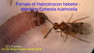 Under Microscope Hymenoptera Bruchophagus Habrobracon Leucospis Eucharis Blastophaga [upl. by Bathilda361]