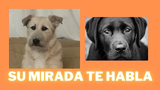 LA MIRADA DE TU PERRO ¿Qué significa que tu perro te mire a los ojos [upl. by Sivie]