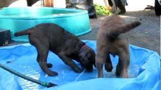 Chesapeake Bay Retriever 12 week old puppies water play at Chesamo ChesapeakesMOV [upl. by Ilrebma]