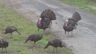 wild turkeys gobbling 41813 [upl. by Kalman522]