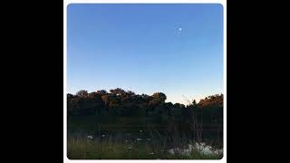 Early morning dawn chorus in Alentejo Portugal [upl. by Grodin]