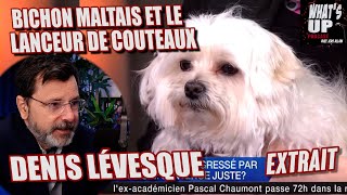 BICHON MALTAIS  Denis Lévesque  Whats Up Podcast Extrait [upl. by Bohs]