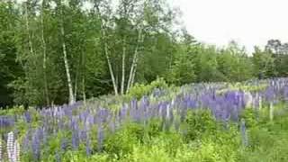 Field of Lupine in Sugar Hill [upl. by Sommer]