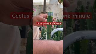 Cactus grafting in one minutes cactusgraft grafting plants [upl. by Bagger]