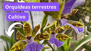 🟥Orquídeas terrestres florações e dicas de cultivo ‼️ [upl. by Dewayne]