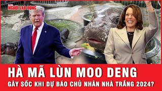 Sửng sốt Hiện tượng mạng mới nổi Hà Mã lùn Moo Deng dự báo về chủ nhân Nhà Trắng 2024 [upl. by Eytak662]