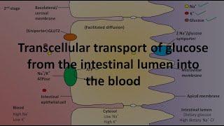 Transcellular transport of glucose from the intestinal lumen into the blood [upl. by Devland]