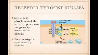 Cell Signaling Tyrosine Kinase receptors [upl. by Eph696]