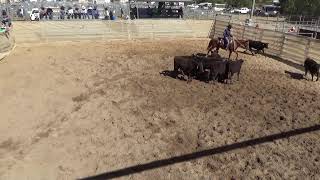 Elders AgGrow Elite Horse Sale Campdraft  Round One [upl. by Ardra]