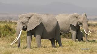 AMBOSELI National PArk Kenya 692023 [upl. by Bernadette]