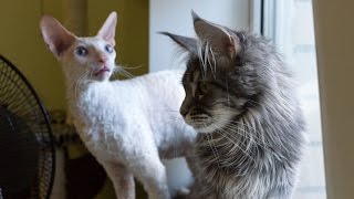 Maine Coon VS Cornish Rex  Funny Compilation [upl. by Siari]