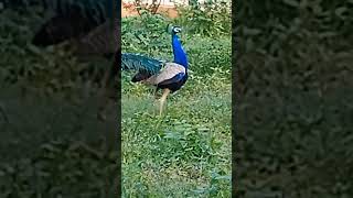 Peacock flyingviralyoutubeshort ytshort youtube [upl. by Clementis]