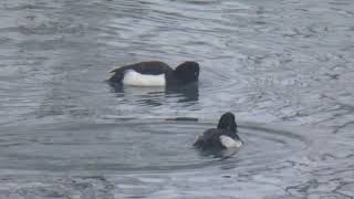 Tufted Ducks amp Female Eurasian Pochard Diving in Wintry River to Catch Fish [upl. by Kalikow]