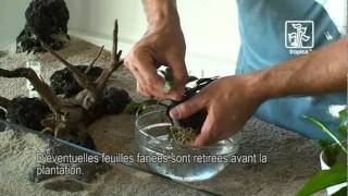 Conseils et astuces pour la plantation de laquarium [upl. by Idona]