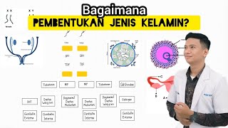 Penentuan dan Pembentukan Jenis Kelamin Sex determination and Sex differentiation [upl. by Caine]