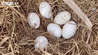 Farm Life  Harvesting chicken eggs cook shrimp in soy sauce squash soup stirfried squash [upl. by Eidob]