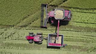 Rice Harvest Lonoke Arkansas rice [upl. by Ehtylb]