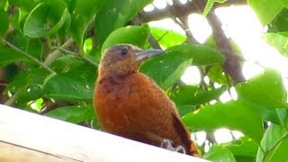 Rufous Woodpecker  Birdwatching Thailand [upl. by Cohla]