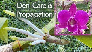 Dendrobium Care and Propagation [upl. by Woody844]