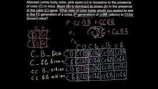 How to solve dihybryd cross genetics problems  step by step [upl. by Giamo850]