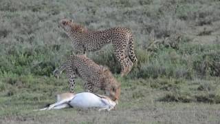 Cheetah vs Gazelle  Ndutu Tanzania [upl. by Purdy137]