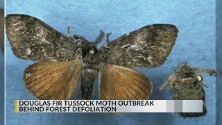 Tussock moth outbreak behind Cibola Santa Fe National Forest defoliation [upl. by Marsden938]