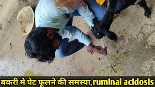 impaction of rumen in goat  bloat  tympany  गोबर के बंध को कैसे ठीक करे impaction goat views [upl. by Etnohc]