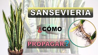 Cómo propagar SANSEVIERIA ESPADA DE San Jorge🗡 formas de REPRODUCCIÓN  ¿De HOJA  sansevieria [upl. by Mingche]