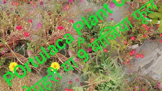 portulaca garden ideas Portulaca Plant Care दोपहरी या नौ बाजिया या 9OClock ke phoolon ki dekhbhal [upl. by Onilecram]