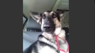 Dog Hears Her Favorite Song On The Radio Thats When Her Human Captures This On Video [upl. by Etheline]