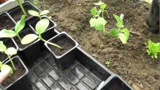 Home Allotment Garden UK Veg and Flowers Ep 2 [upl. by Kinney94]