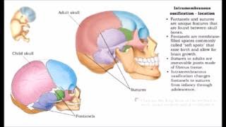 Skeletal System LECTURE a02 [upl. by Naujed]