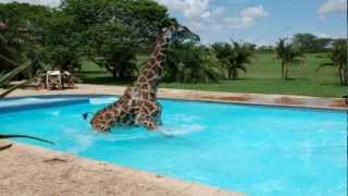 Theres a Giraffe in my Swimming Pool [upl. by Arikehs]