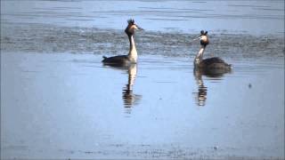 Great Crested Grebe Courtship Dance taniec perkozów Podiceps cristatus [upl. by Iatnohs994]