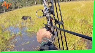 🐗 Pig Compound Bow Hunting Australia Wild Boars EP21 [upl. by Shara]