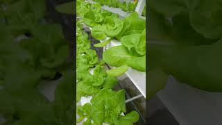 butterhead lettuce farm shorts [upl. by Garwood]