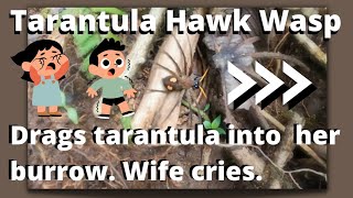 The Tarantula Hawk Wasp vs Tarantula Filmed on our trip to Boquete Panama [upl. by Hercules]