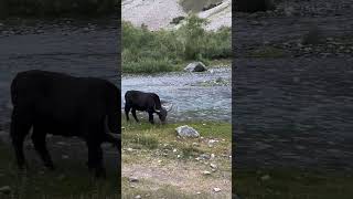 Yaks are one of the most beautiful animal in our ghizerbeautifullanimals trandingvideo❤️ [upl. by Richelle]