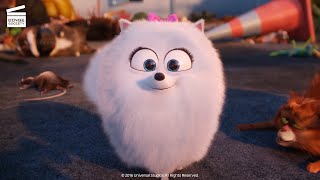 The Secret Life of Pets 2  Dog vs Cats Scene 510  Movieclips [upl. by Foushee884]