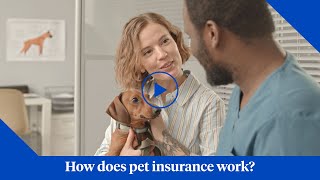 How Does Pet Insurance from Nationwide Work [upl. by Elledoj]