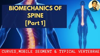 BIOMECHANICS OF SPINE  Curves Mobile segment Typical Vertebra  Spondlyolithesis  Part 1 [upl. by Vasili]