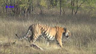 Tadoba Tiger Tales Chota Matkasur in attack mode hunts deer in Tadoba Andhari Tiger ReserveTATR [upl. by Kcirred]