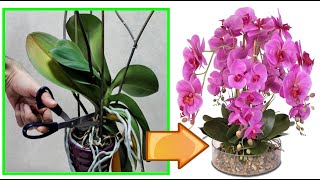 CURE ORCHIDEA FAI QUESTO ED OTTERRAI BELLISSIME PIANTE NUOVE COME CURARE ORCHIDEE phalenopsis [upl. by Otero]