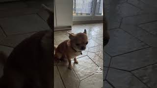 Opium le fautif 😂 chihuahua pets mignons chien [upl. by Sokram587]