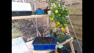 Calamondin orange tree from The Bonsai Dude [upl. by Euqinoj]